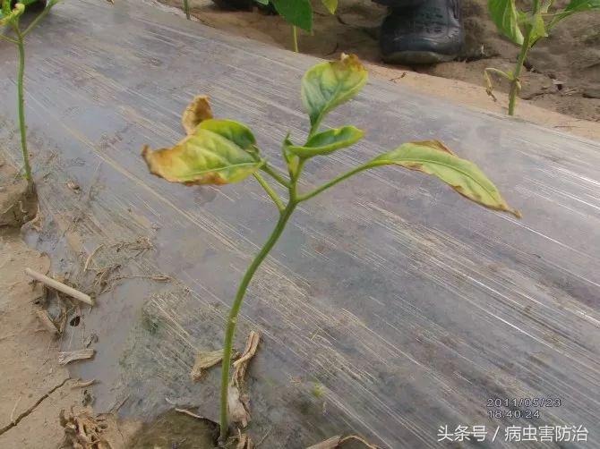 小麦枯萎发黄死苗怎么回事,秧苗移栽后大面积枯萎是什么原因