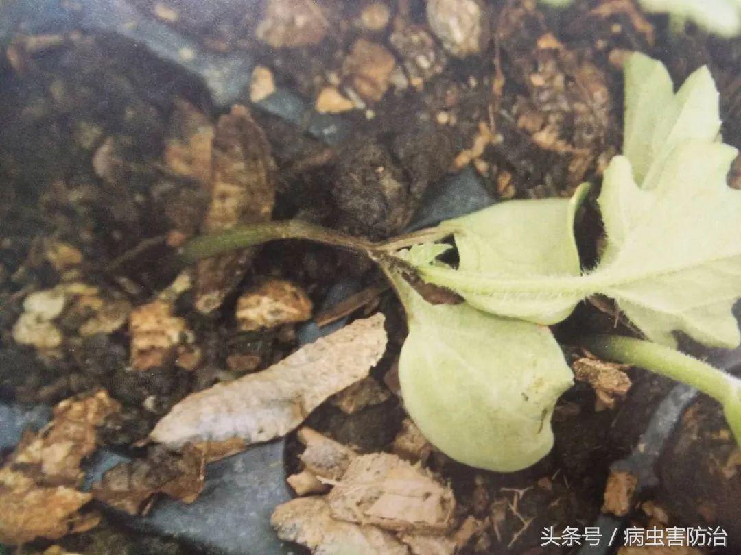 小麦枯萎发黄死苗怎么回事,秧苗移栽后大面积枯萎是什么原因