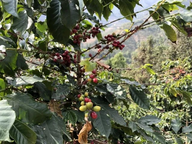 种植户名字印上咖啡售卖机,消费者每买1杯,农民就挣2元!