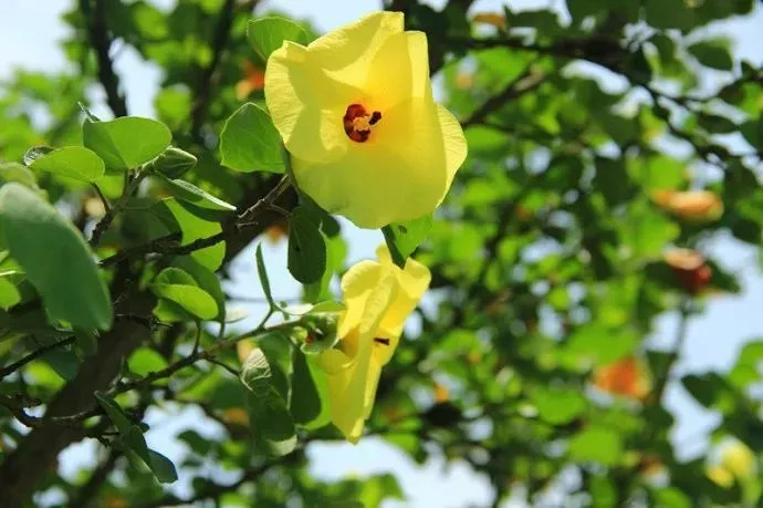 即将扩建南通又一个打卡新地标,南通未来地标效果图