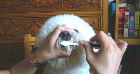 【宠物健康：涵姐说】狗狗牙齿以及常见问题简介