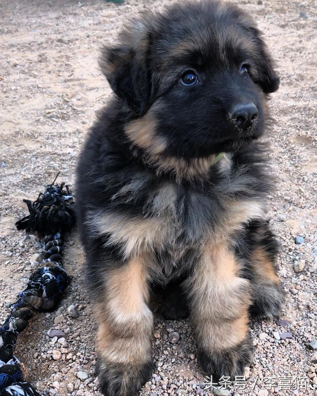 高加索牧羊犬小时候萌萌的,德国牧羊犬萌照