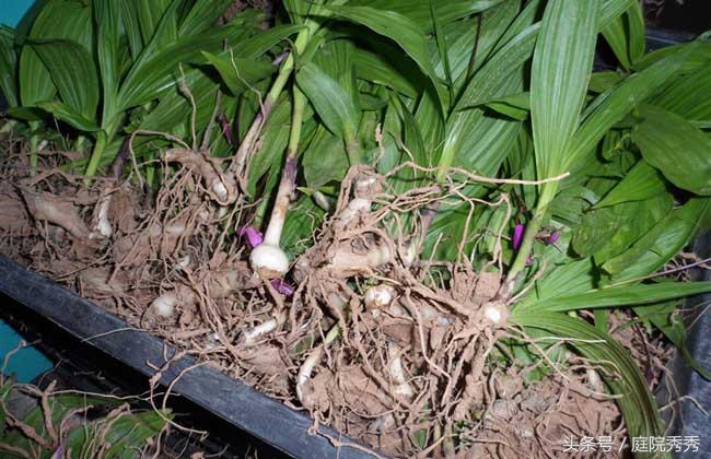 白芨药材性状,白芨图片用途与疗效