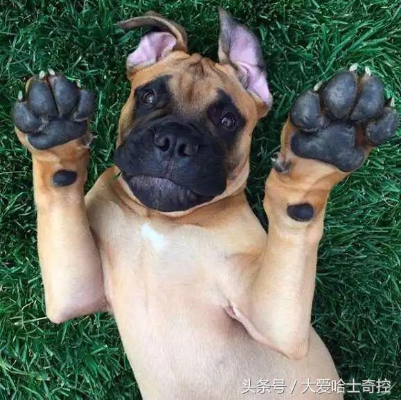 听到小主人哭闹，狗狗叼来最喜欢的玩具，“弟弟别哭，球球给你玩