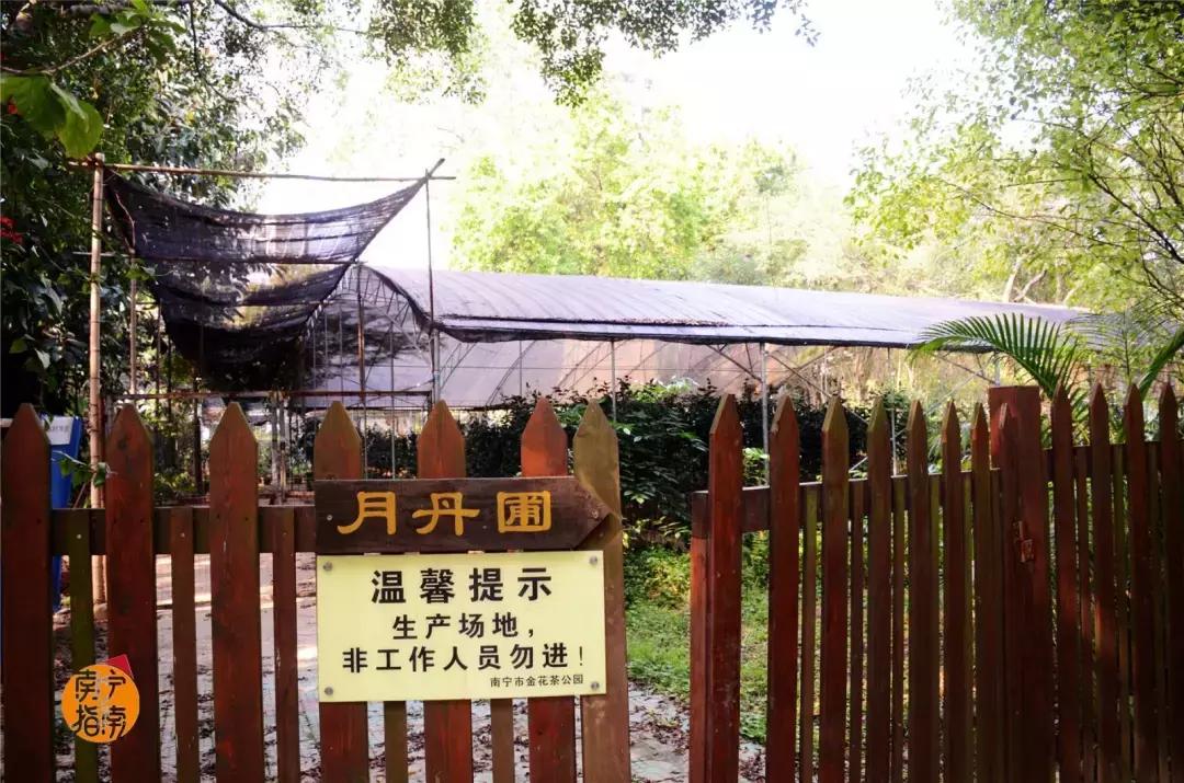 金花茶公园在什么地方,金花茶公园最新消息