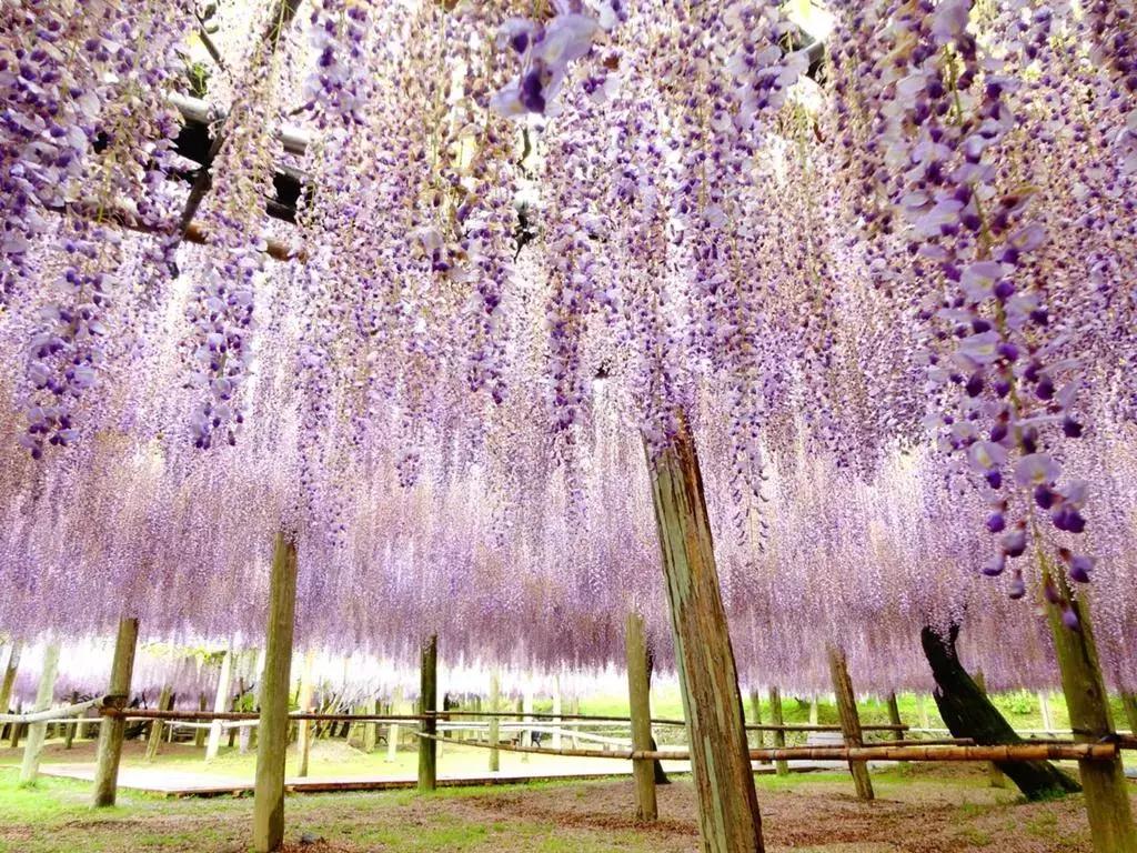 乐活旅行：错过了樱花，日本还有五处最美的紫藤花等着你！