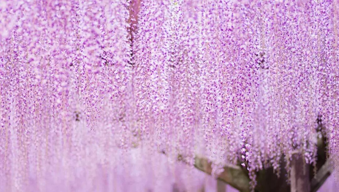 乐活旅行：错过了樱花，日本还有五处最美的紫藤花等着你！