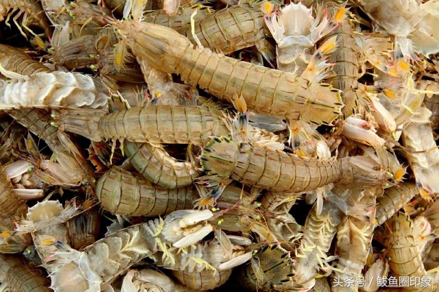 6月渤海湾吃什么海鲜,渤海湾七月吃什么海鲜