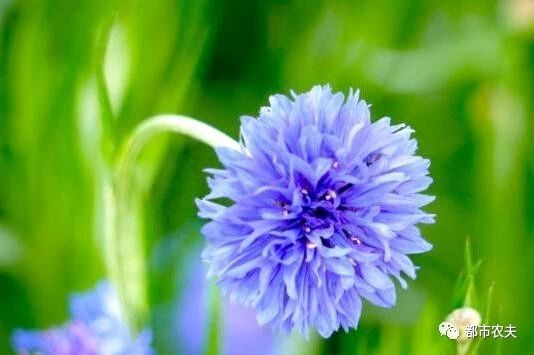 哪些国家的国花是牡丹,为什么中国的国花是牡丹