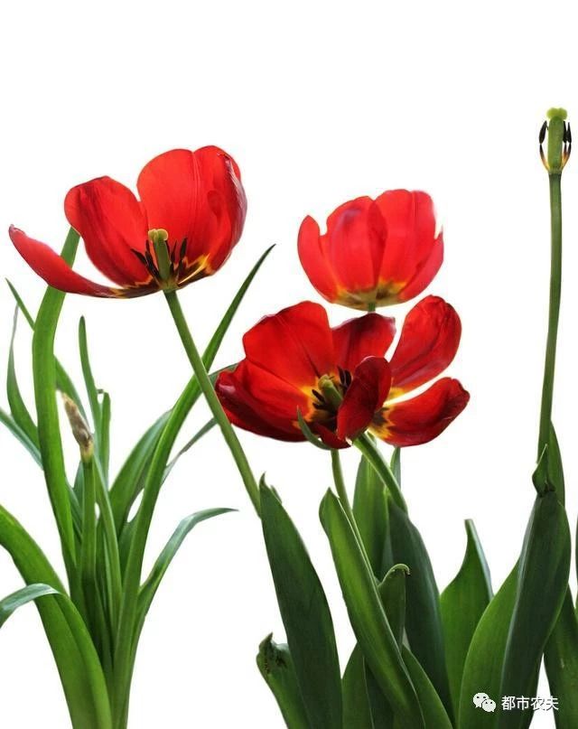 哪些国家的国花是牡丹,为什么中国的国花是牡丹