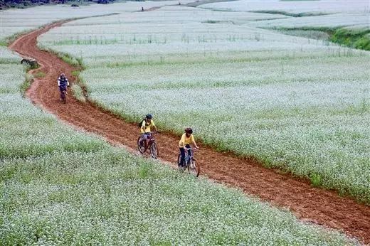 广西最美花海在哪里,广西小众美丽村庄