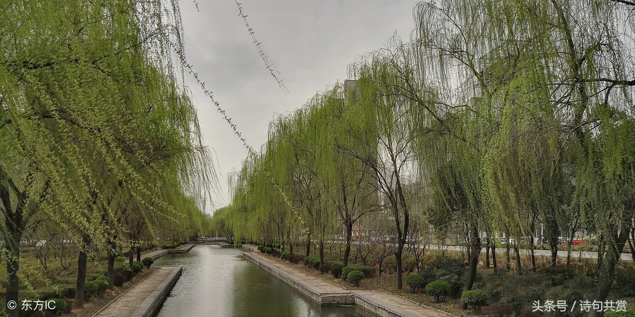 咏柳贺知章唐诗朗诵,古诗咏柳贺知章视频