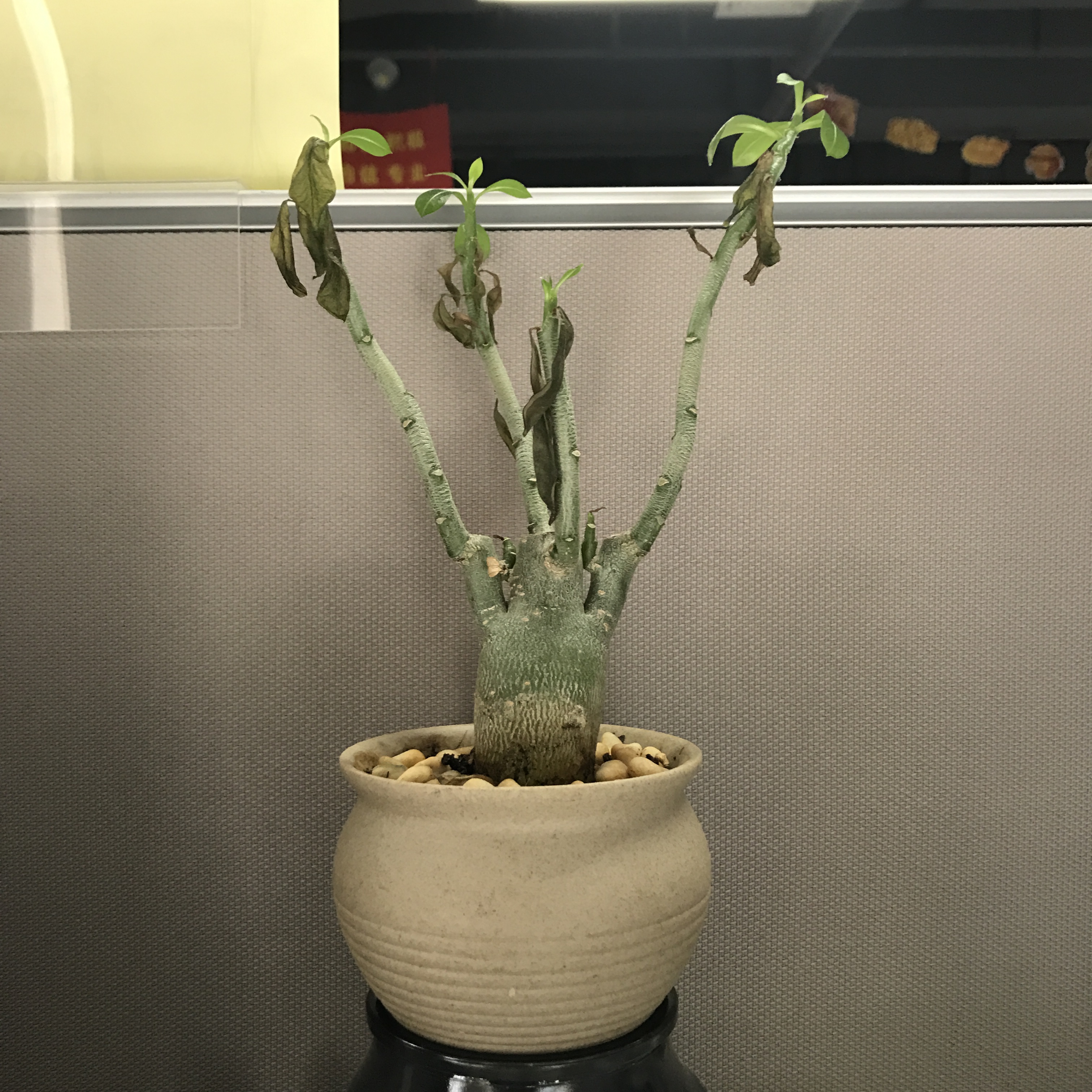 办公桌上摆什么逼格高,属鸡办公桌摆放物件