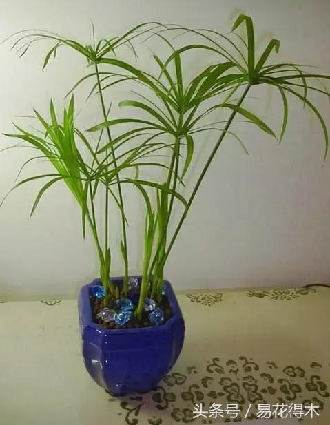 盆景富贵竹叶子发黄怎么救,水培棕竹叶片发黑干枯怎么解救