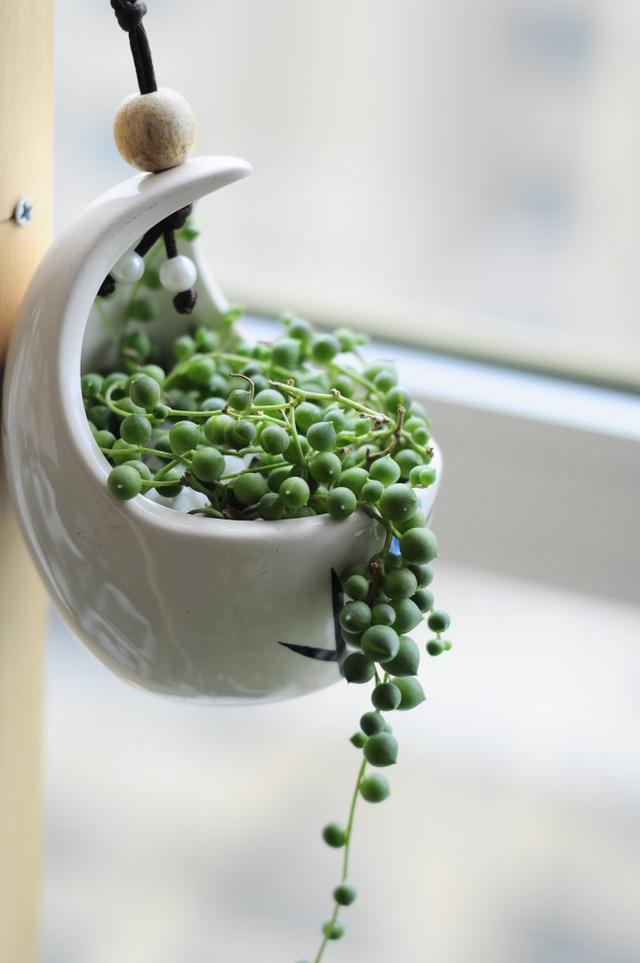 佛珠多肉怎么移盆,多肉佛珠怎么养才能爆盆