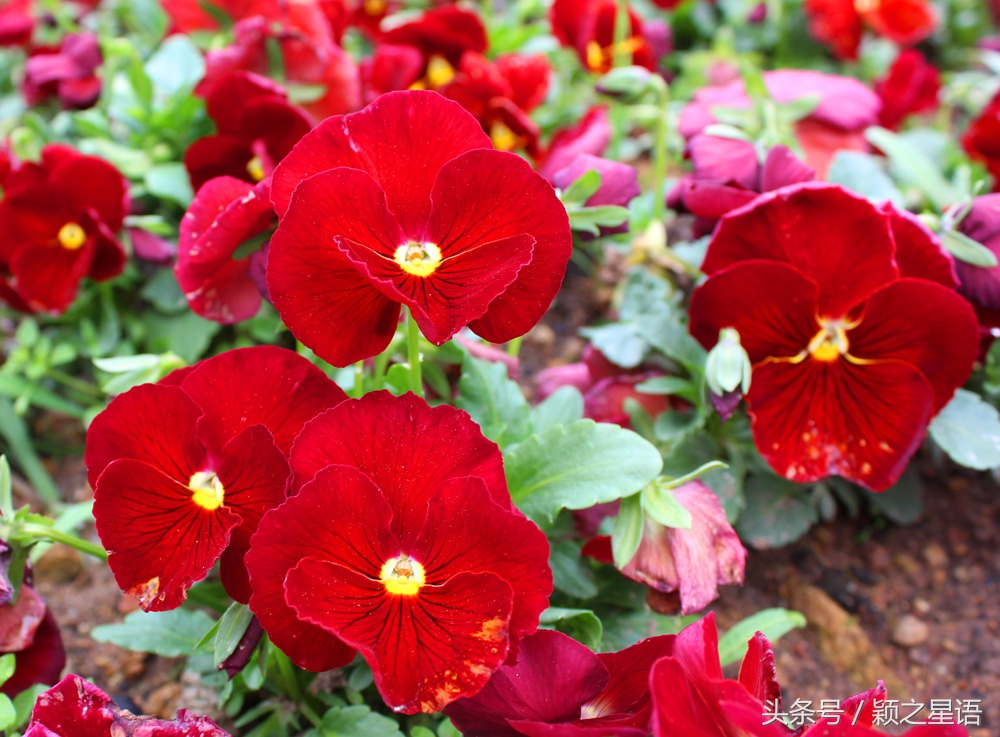 宁波植物园樱花最佳拍摄,花花世界桃博园