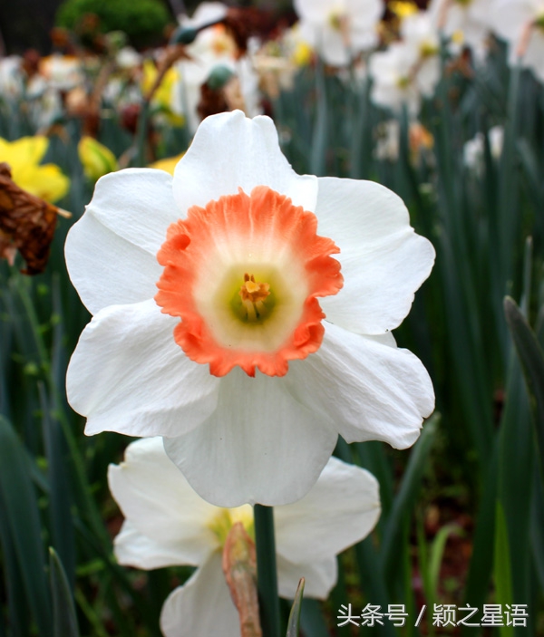 宁波植物园樱花最佳拍摄,花花世界桃博园