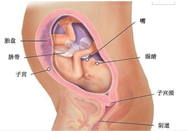 宝宝周岁九张图,胎儿发育过程图三个月胎儿