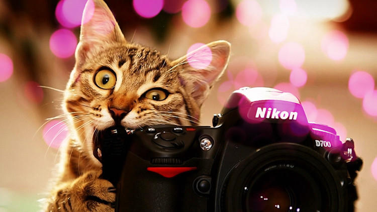 养猫家里不能有哪些东西 (家里养猫的应该知道哪些小技巧)