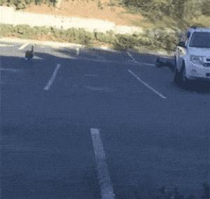 什么鹅的战斗力最强,鹅的战斗力是什么梗