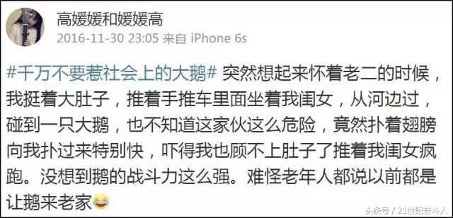 什么鹅的战斗力最强,鹅的战斗力是什么梗