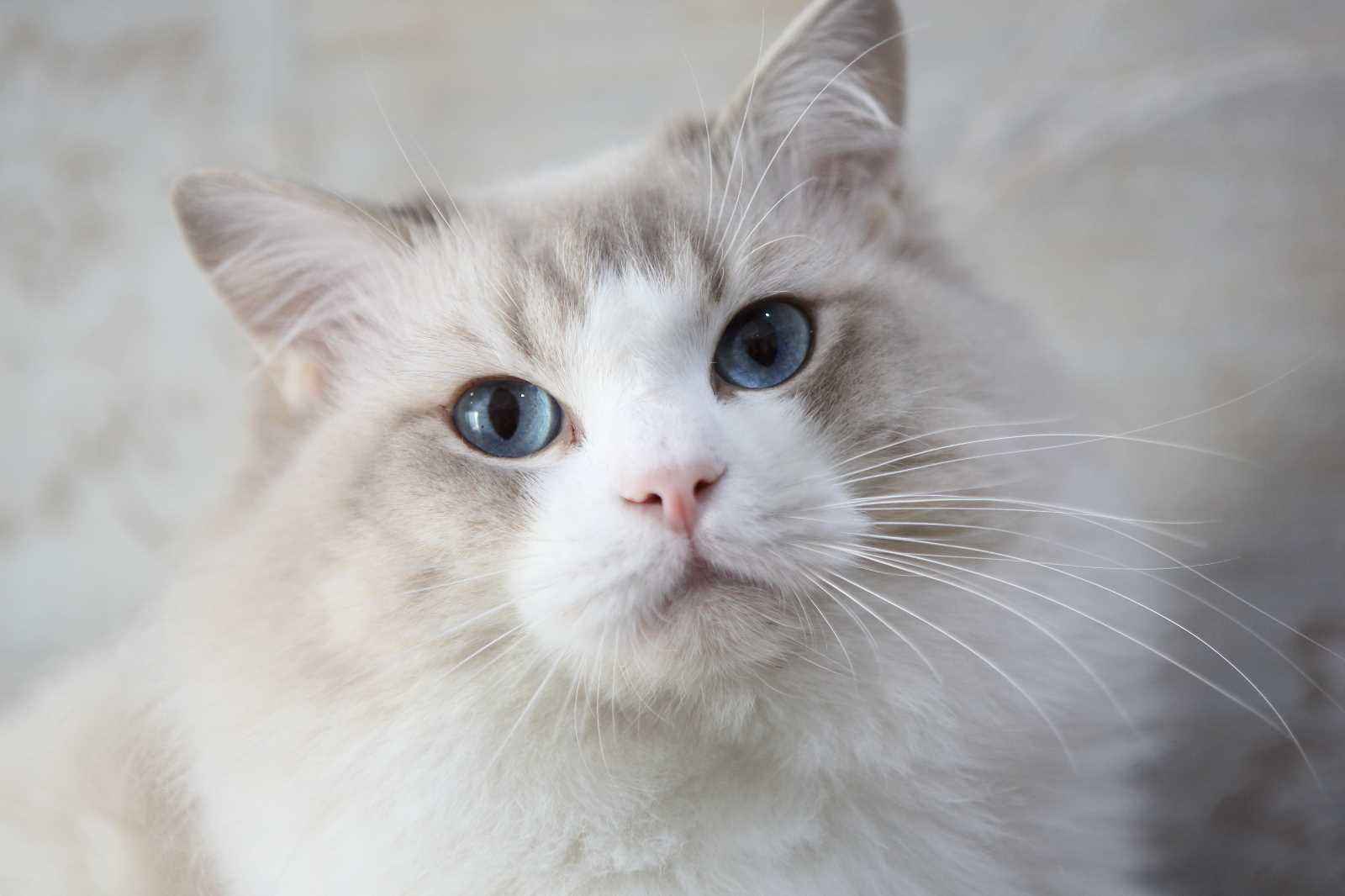 买一只猫大概需要花多少钱,花几千买一只猫有必要嘛