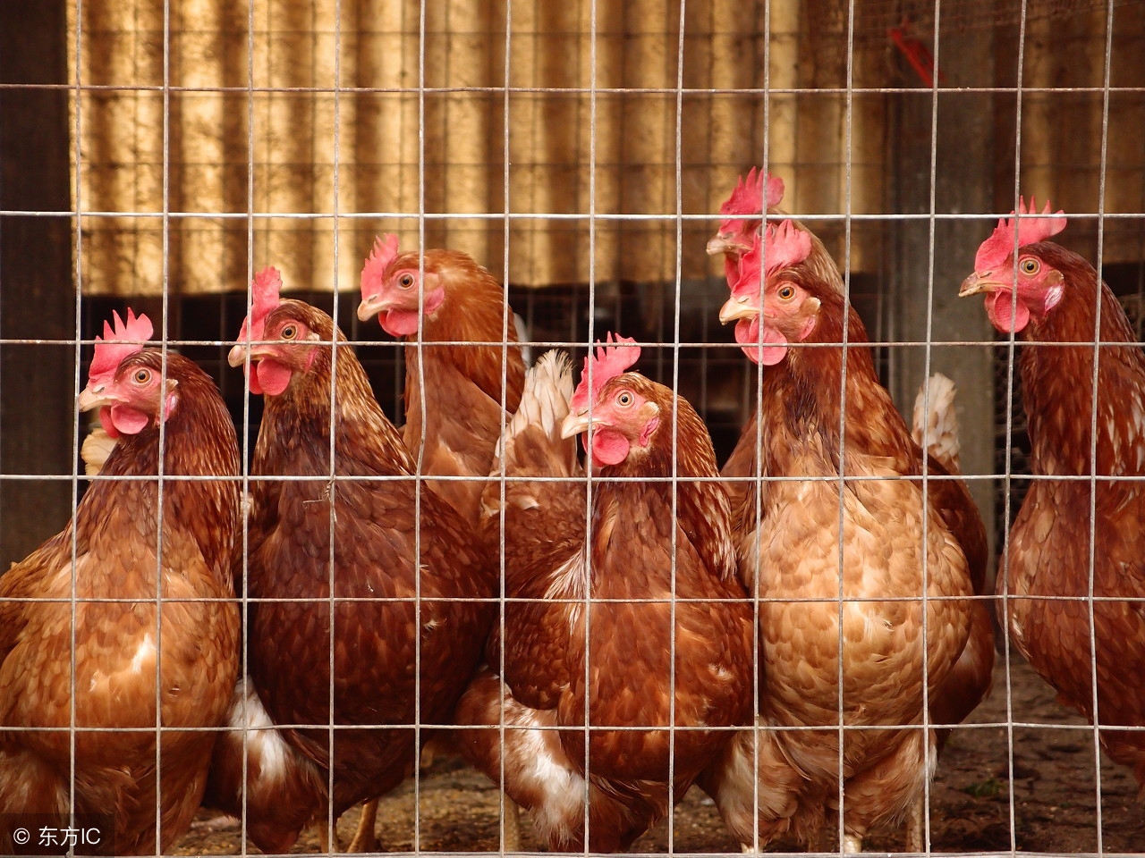 小鸡怎么饲养成活率高,小鸡科学喂养