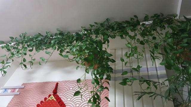 绿萝冬季怎么养才能爆盆和爬满墙,绿萝如何叶子厚实浓绿