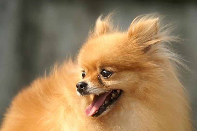 关于博美犬的习性,博美犬饲养照顾全攻略轻松掌握