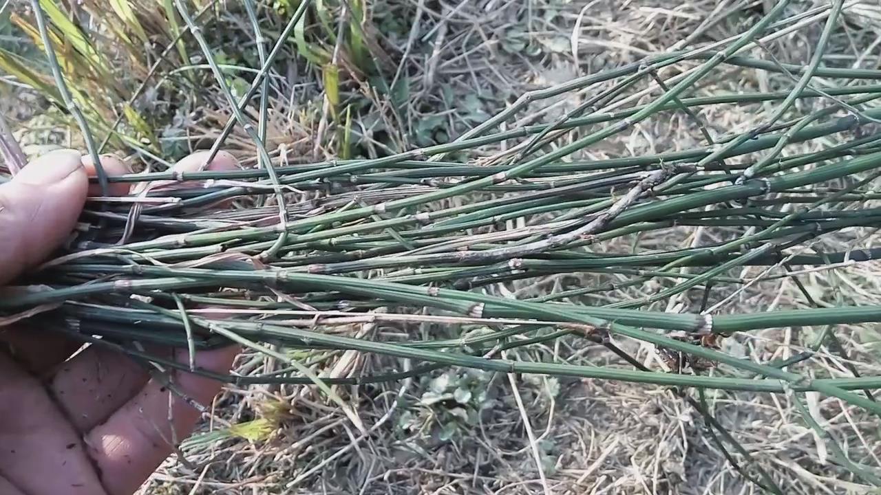 这种植物在农村全身是宝,农村常见却不为人知小植物作用大