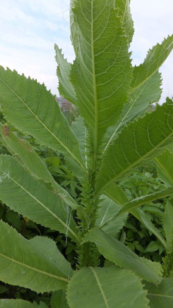 什么草药叶子嚼烂了可以止血,受伤止血最好的十种草药
