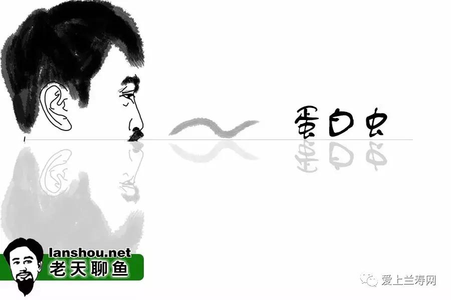 老天聊金鱼,老天聊鱼