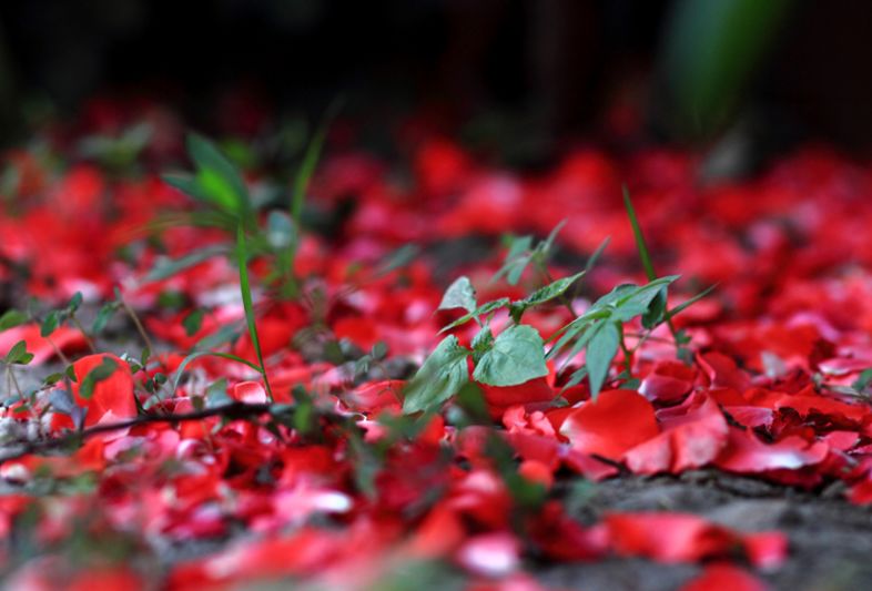【诗词原创】王月|紫燕翩翩轻剪水桃花一朵又逢春