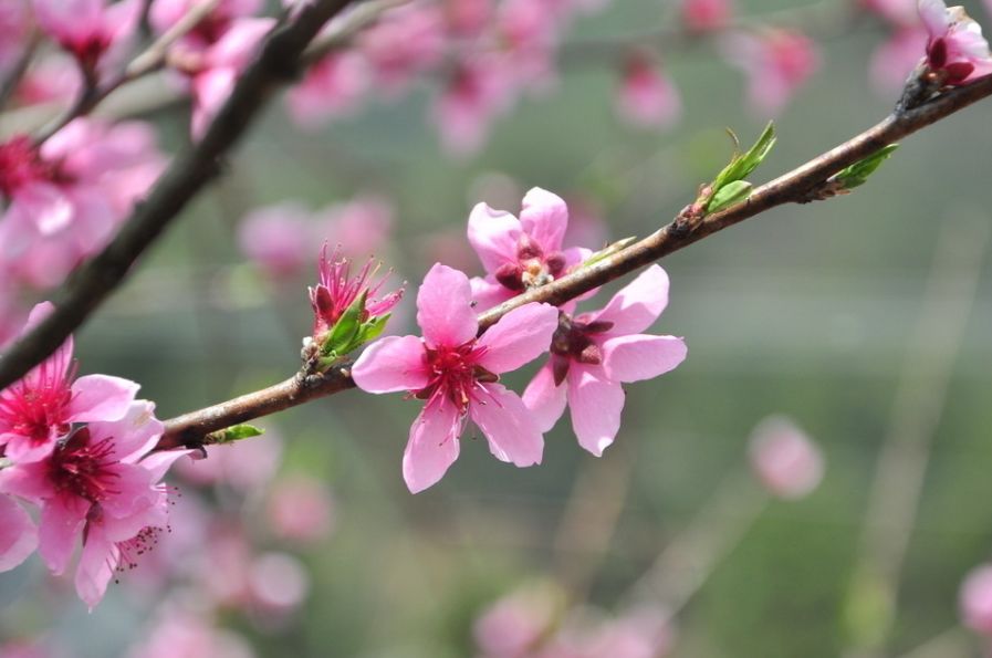 【诗词原创】王月|紫燕翩翩轻剪水桃花一朵又逢春
