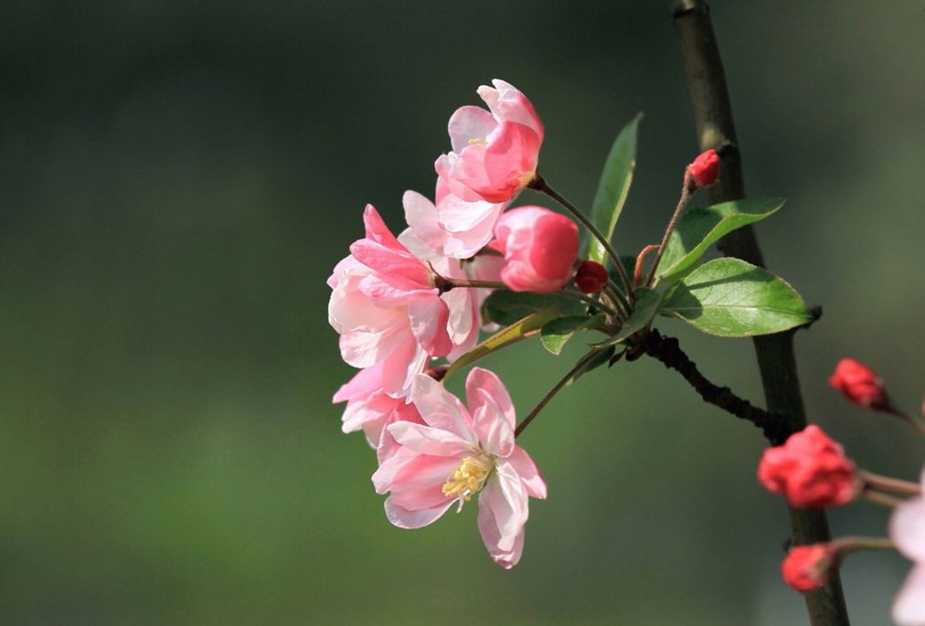 【诗词原创】王月|紫燕翩翩轻剪水桃花一朵又逢春