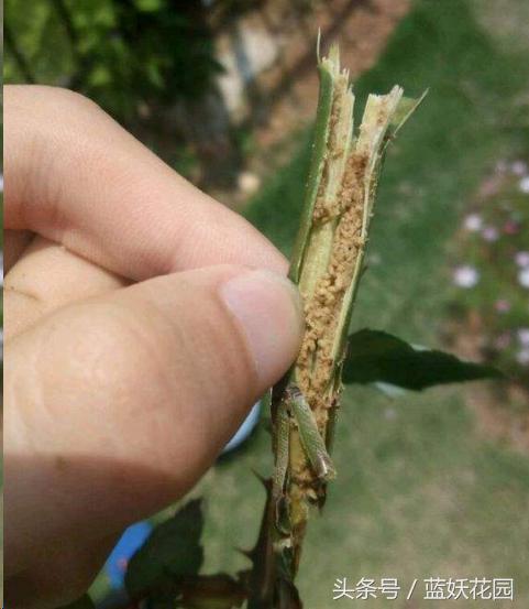 网购月季到家花苞蔫了怎么办,月季换盆后花苞蔫了怎么补救