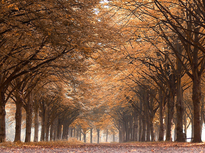 绝美林荫,绝美林荫道创意图片