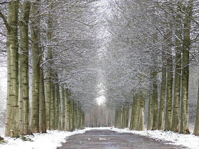 绝美林荫,绝美林荫道创意图片