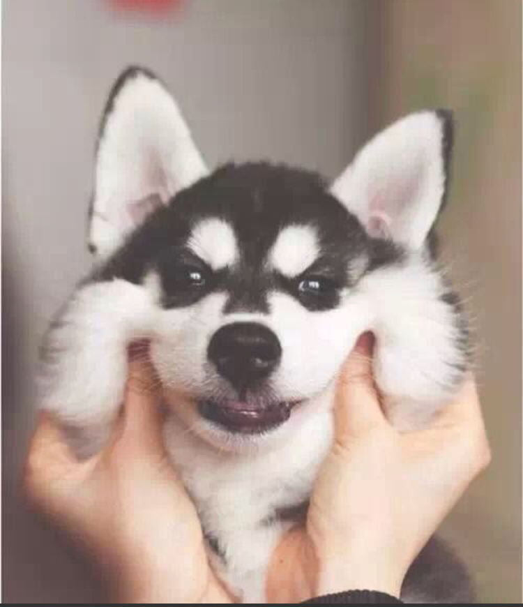 为什么你家狗狗还没有怀孕,肚子却日渐大了,还在分泌乳汁?