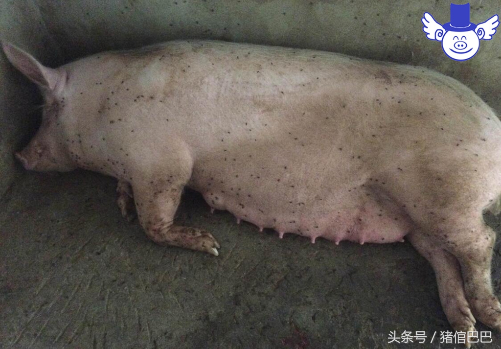 引起母猪死胎的原因有哪些,母猪死胎前10个征兆