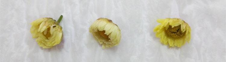 胎菊真假辨别,是贡菊更好还是胎菊更好