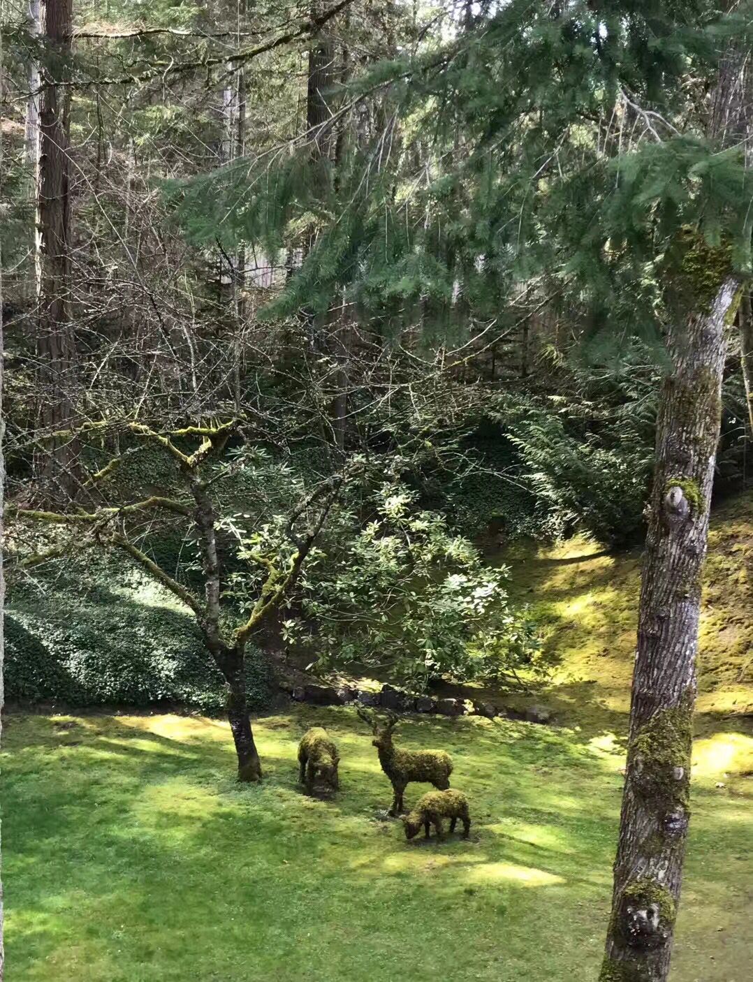 加拿大温哥华岛旅游,畅游加拿大