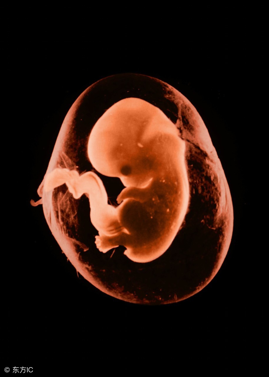 小白医学园《妇产百科系列之妊娠生理（二）》