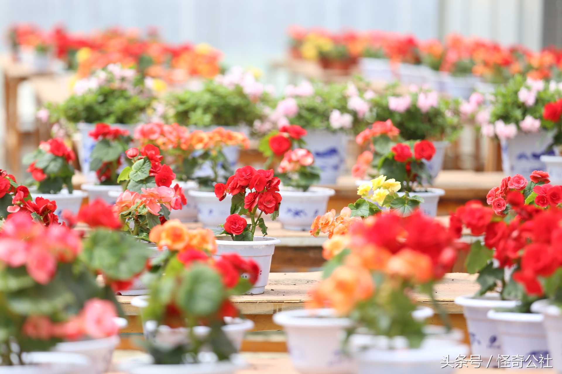 宜昌市夷陵区同心花海,2020宜昌赏花同心花海