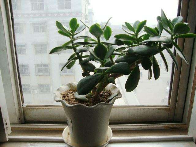 有毒的几种绿植千万不要养,有毒的常见绿植