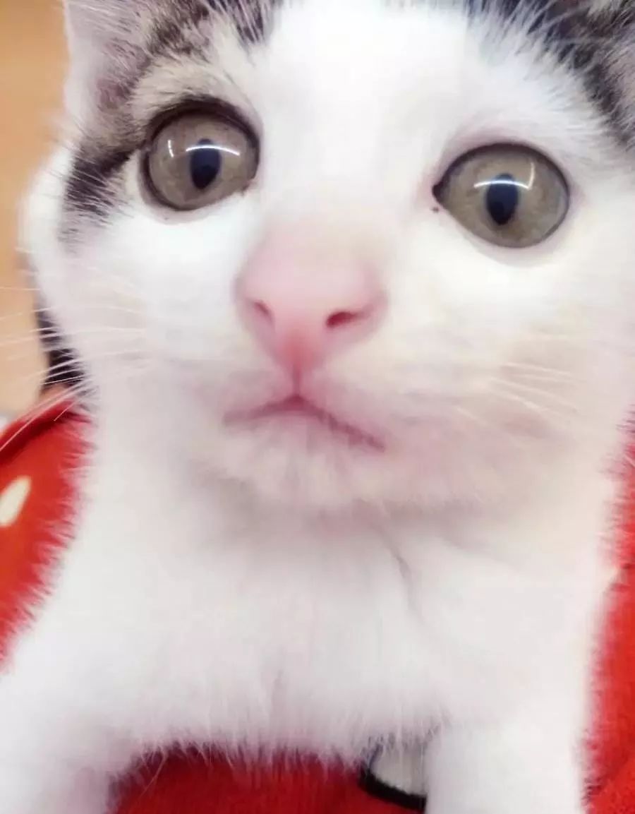 小奶猫被困了怎么办,小奶猫困地下怎么救上来