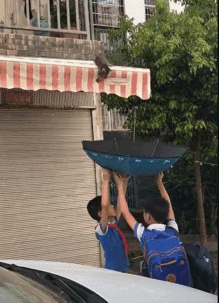 小奶猫被困了怎么办,小奶猫困地下怎么救上来