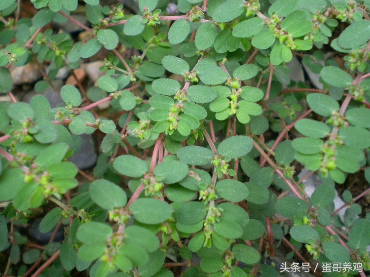 鸡群肠炎怎么治疗,鸡拉血痢疾是什么病