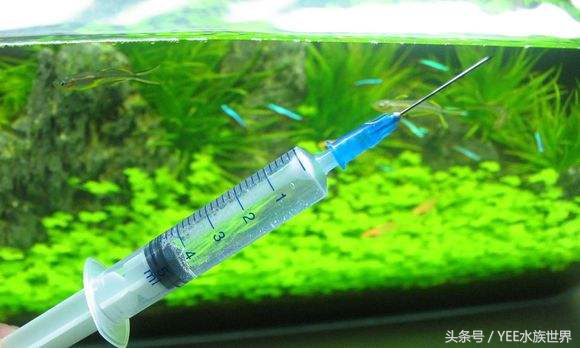 矮珍珠入缸怎么不长,矮珍珠根部烂了怎么办