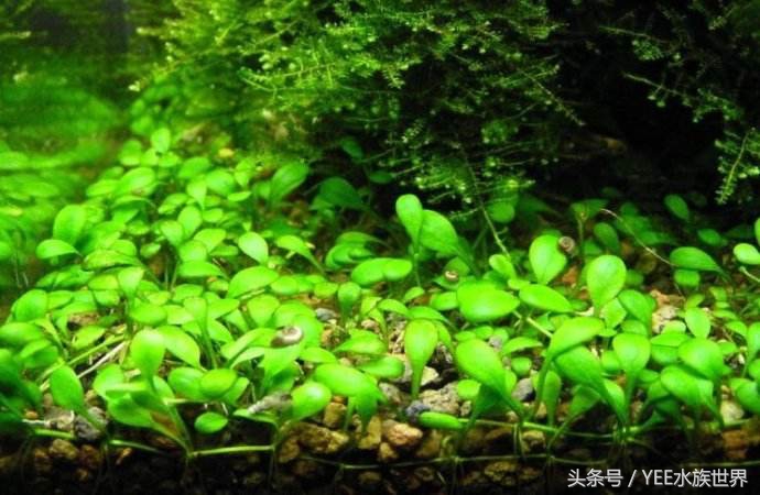 矮珍珠入缸怎么不长,矮珍珠根部烂了怎么办